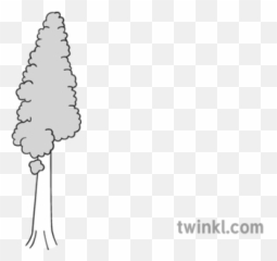 Redwood Tree Black And White - Language Png,Redwood Tree Png