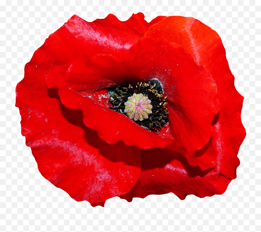 Download Poppy Flower Png Image For Free - Transparent Background Poppy Flower Png,Poppies Png