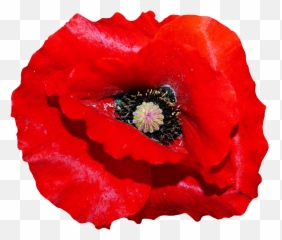 Download Poppy Flower Png Image For Free - Transparent Background Poppy Flower Png,Poppies Png