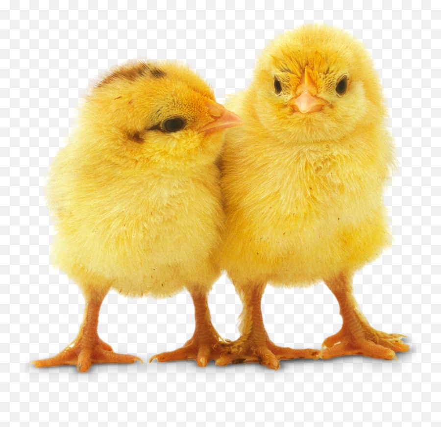 Download Baby Chicken Png Background Image - Baby Chicks Baby Chick Transparent Background,Chicken Png