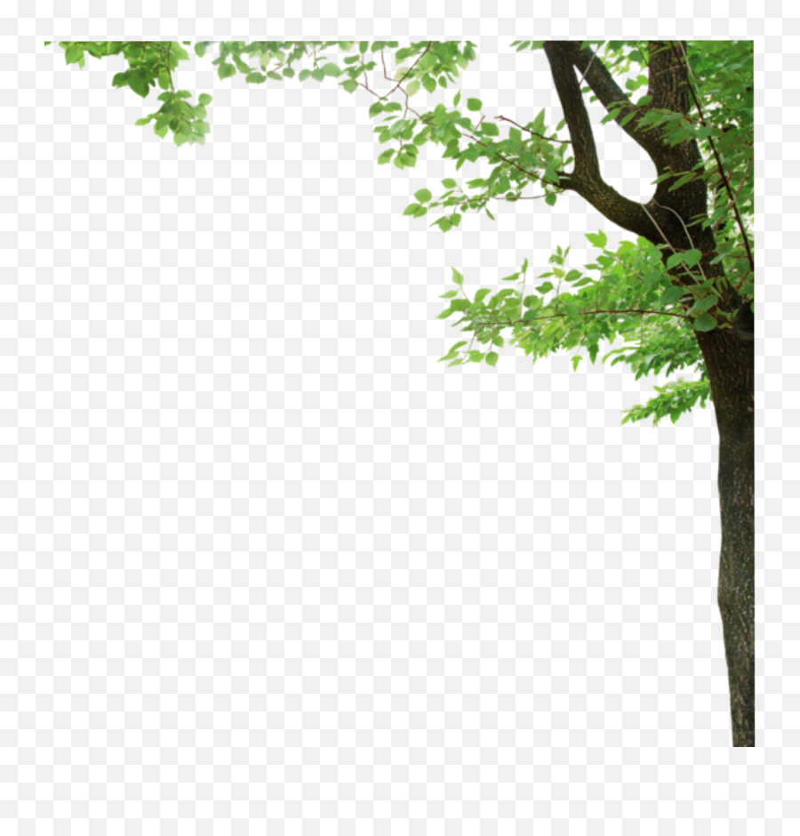 Oak Tree Clip Art With Background Clipart Png Images