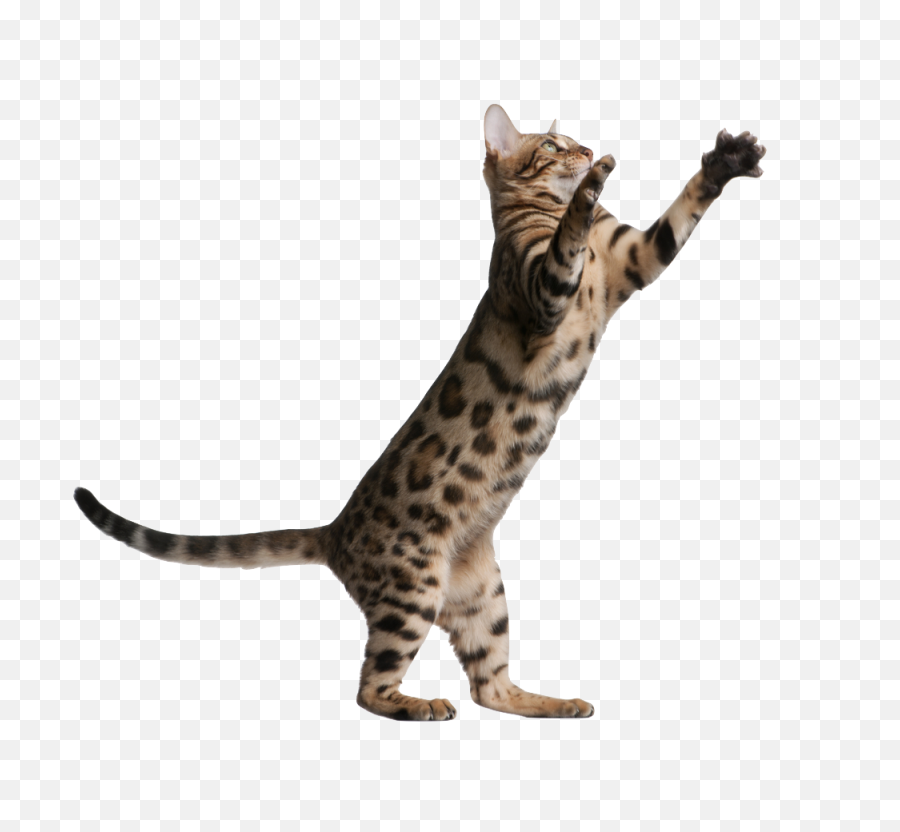 Kitten Jumping Png Banner Transparent - Transparent Background Jumping Cat Png,Kitten Transparent Background