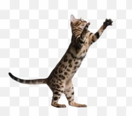 Kitten Jumping Png Banner Transparent - Background Cat