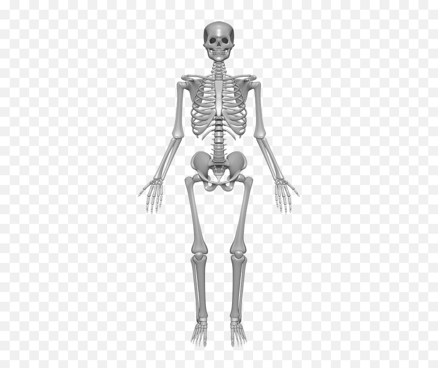 Human Bones Png 4 Image - Transparent Skeletal System Png,Bones Png