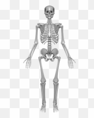 Human Bones Png 4 Image - Transparent Skeletal System