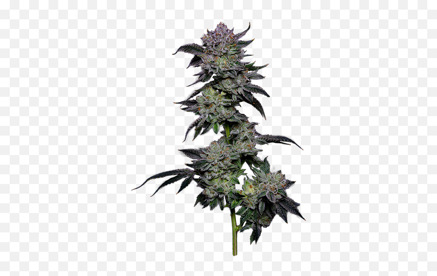 The Cannabis Brothers U2014 Tcg Industries - Artificial Flower Png,Weed Plant Png