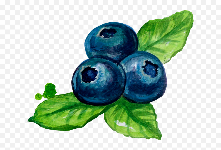 Blueberries Png - Download High Resolution Blueberry Blueberry Illustration Watercolor Png,Blueberries Png