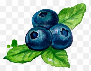Blueberries Png - Download High Resolution Blueberry Blueberry Illustration Watercolor Png,Blueberries Png