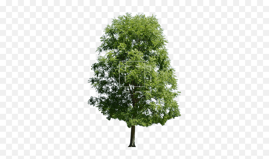 Bright Green Maple Tree - Non Flowering Plants Pine Tree Png,Maple Tree Png