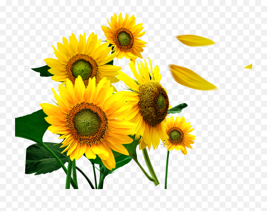 Flower Petals Png - Sunflower Petals Png Petalos De Sunflower Petals Png,Flower Petals Png
