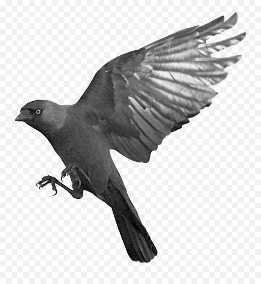 Raven Png - Raven Png,Crows Png