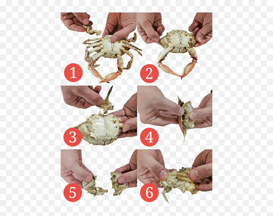 Eat Crabs Png Image - Parts Of A Crab Can You Eat,Crabs Png