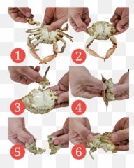 Eat Crabs Png Image - Parts Of A Crab Can You Eat,Crabs Png