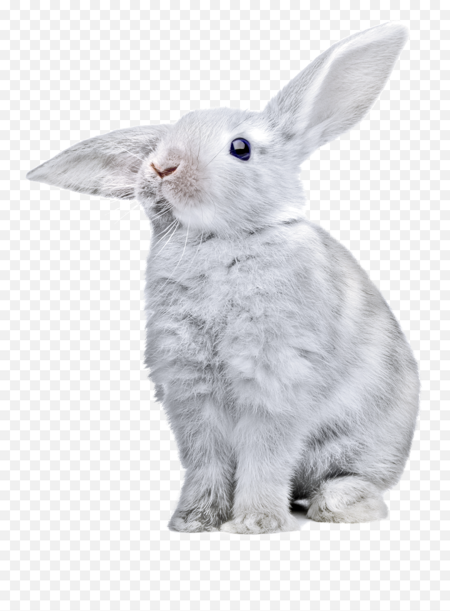 Rabbit Png White Bunny
