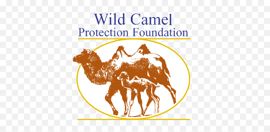 Wild Camel Protection Foundation - Arabian Camel Png,Camel Transparent