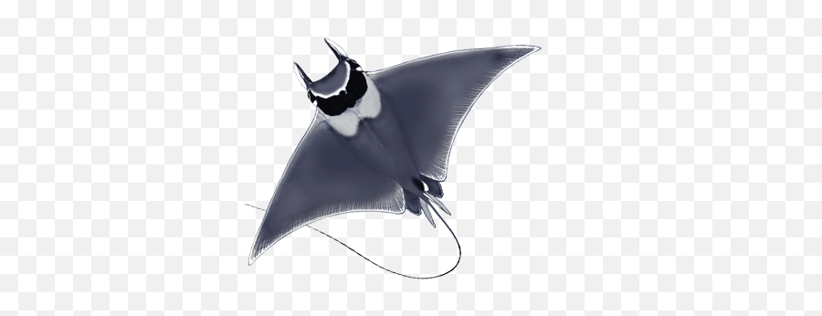 Sharks And Rays Were Listed - Tern Png,Manta Ray Png
