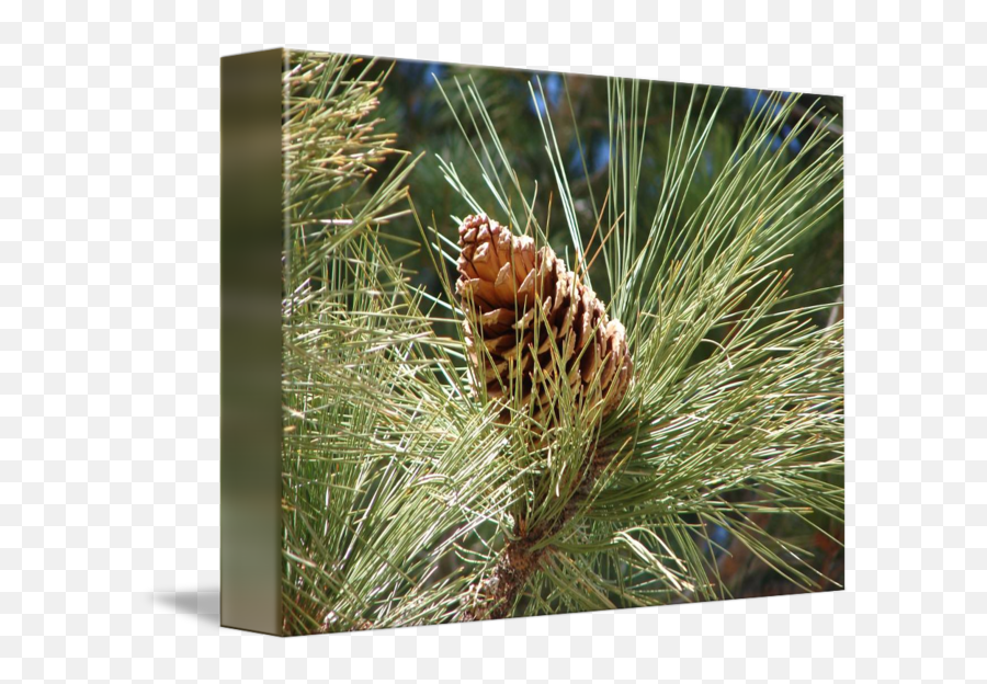Pine Cone And Tassel By Bob Travis - Conifer Cone Png,Pine Cone Png