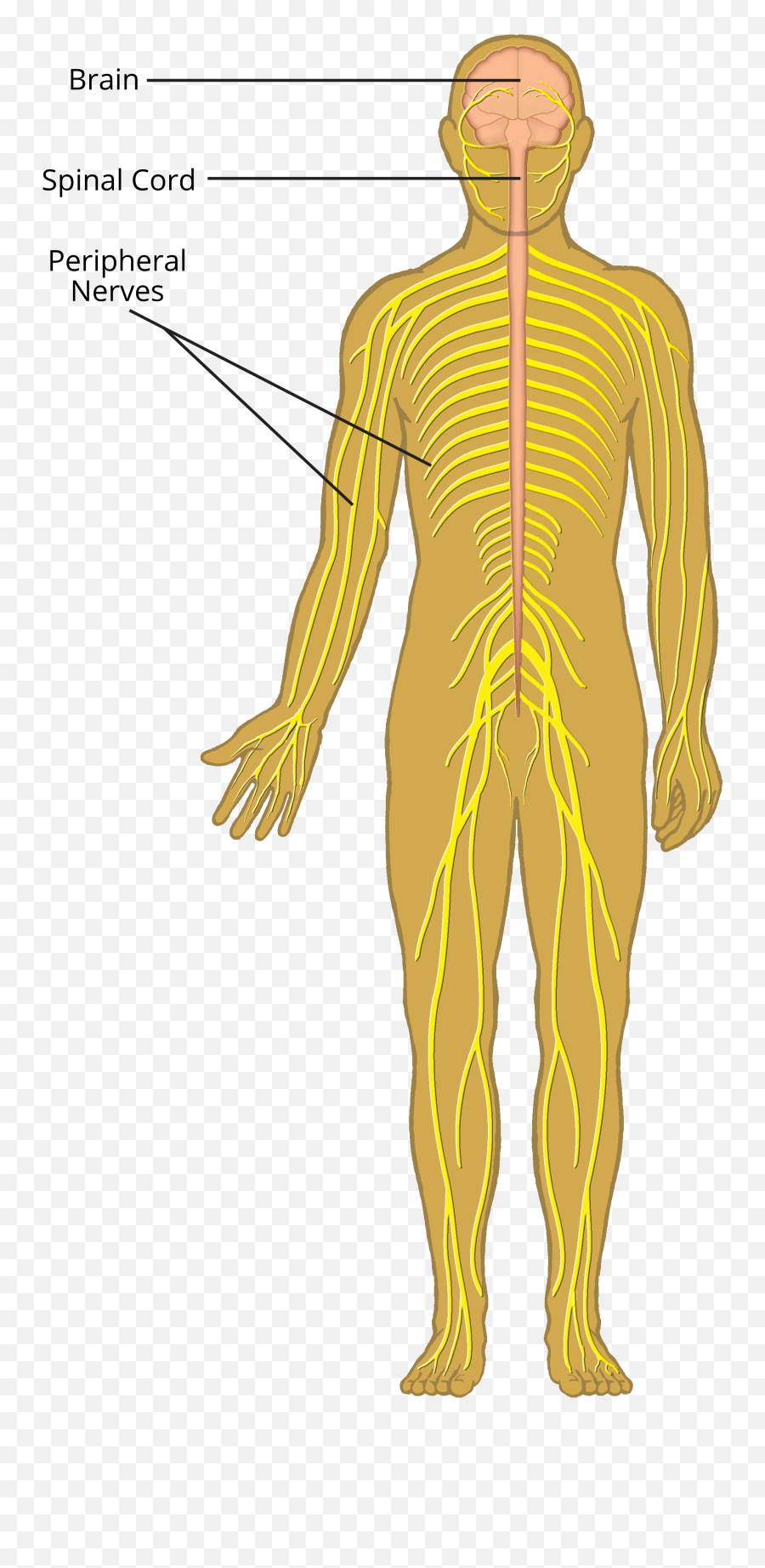 Central Nervous System Transparent - Download A Picture Of Nervous System With Labels Png,Nervous System Png