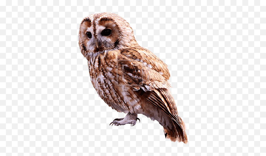 Small Brown Owl - Immediate Entourage Tawny Owl No Background Png,Small Png