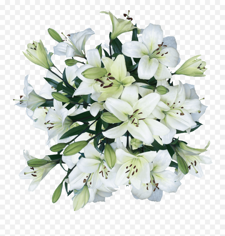 White Lilies Asiatic Lily Flowers Cheap Real - White Lilies Flower Png,Real Flower Png