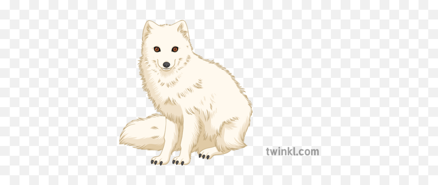Arctic Fox Geography Polar Animals Secondary Illustration - Arctic Fox Png,Arctic Fox Png