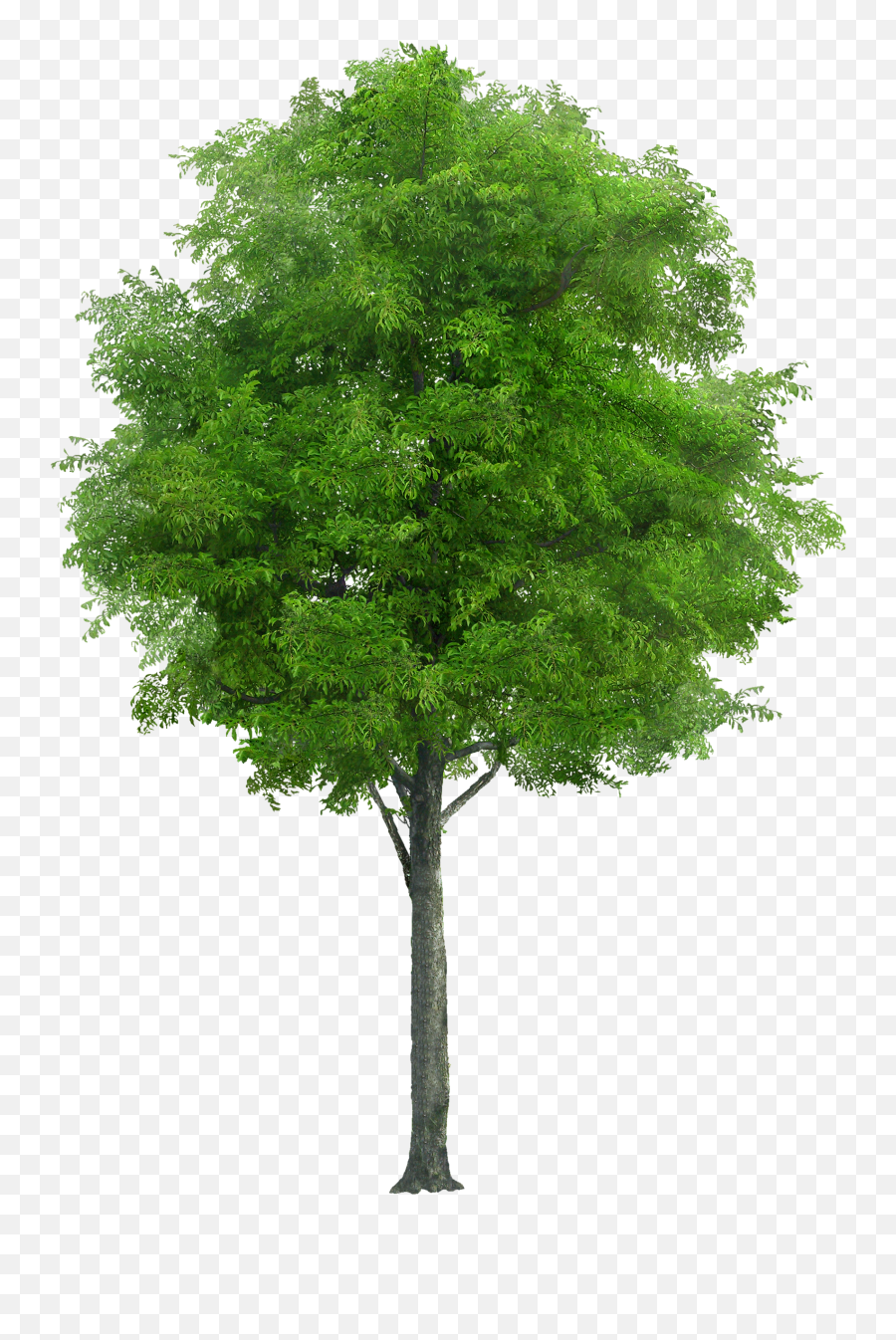 Watercolor Tree Transparent Png