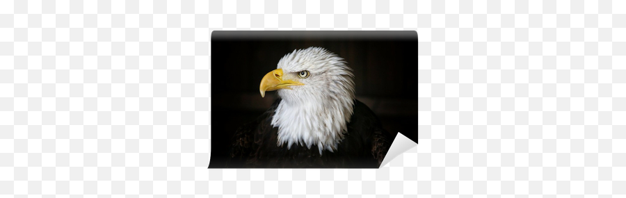 Bald Eagle Head Shot - We Live To Change Eagle Head Black Background Png,Bald Eagle Head Png