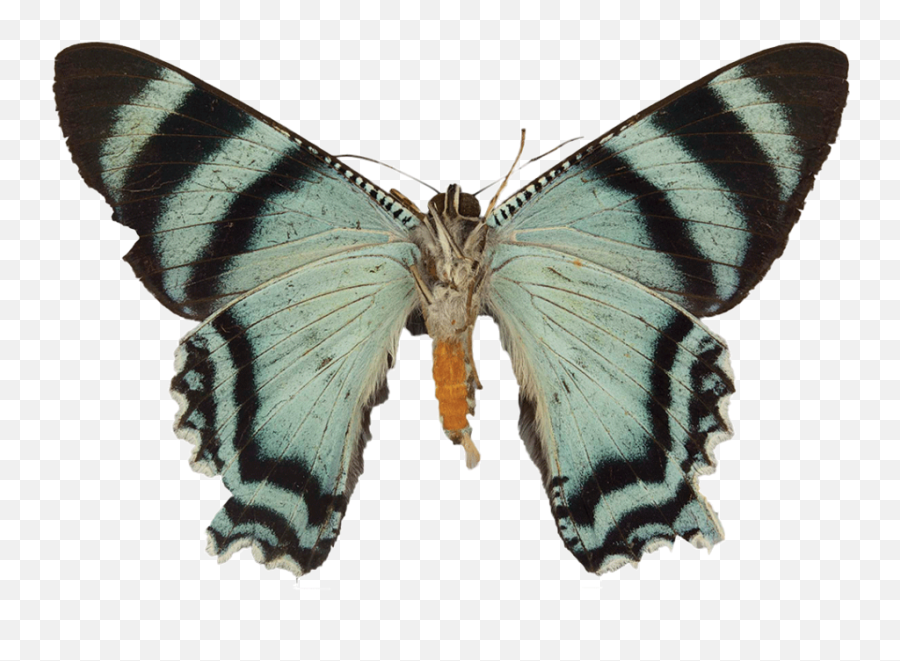 Its Scientific Name Is Alcidia Boops But Itu0027s Also Known As - Butterflies Png,Moth Transparent Background