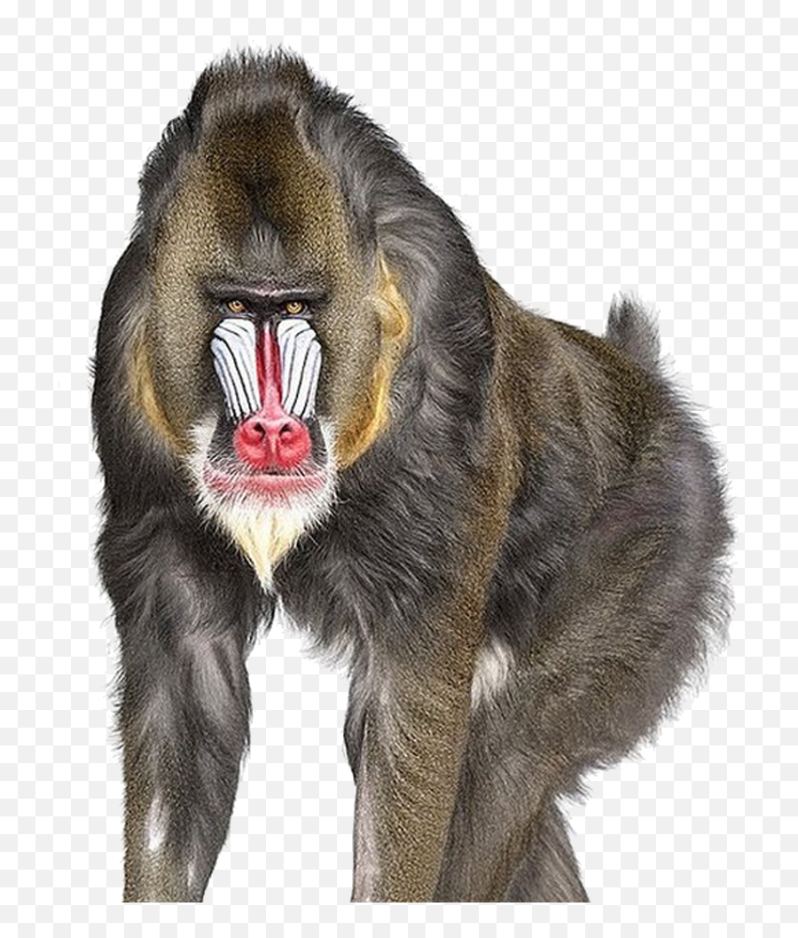 Baboon Png Transparent Images 7 - 1024 X 1024 Webcomicmsnet Andrew Zuckerman,Monkey Transparent Background