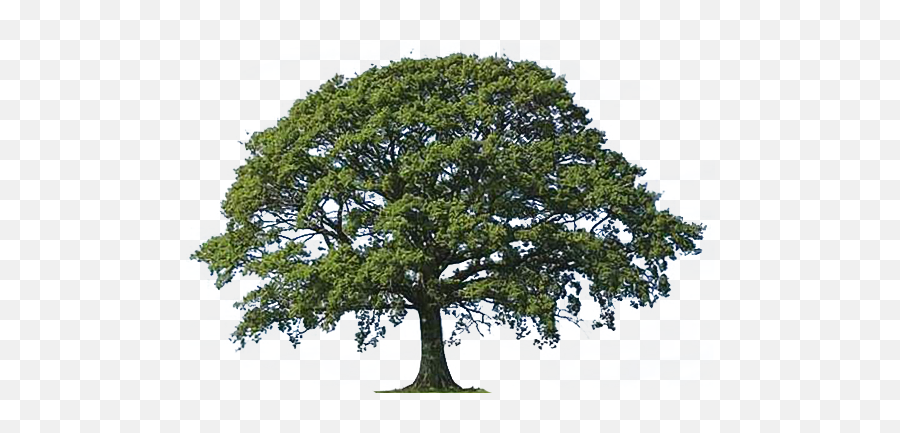 Download Free Png Oak Tree Clip Art Transparent - Dlpngcom Tree Png,Clip Png