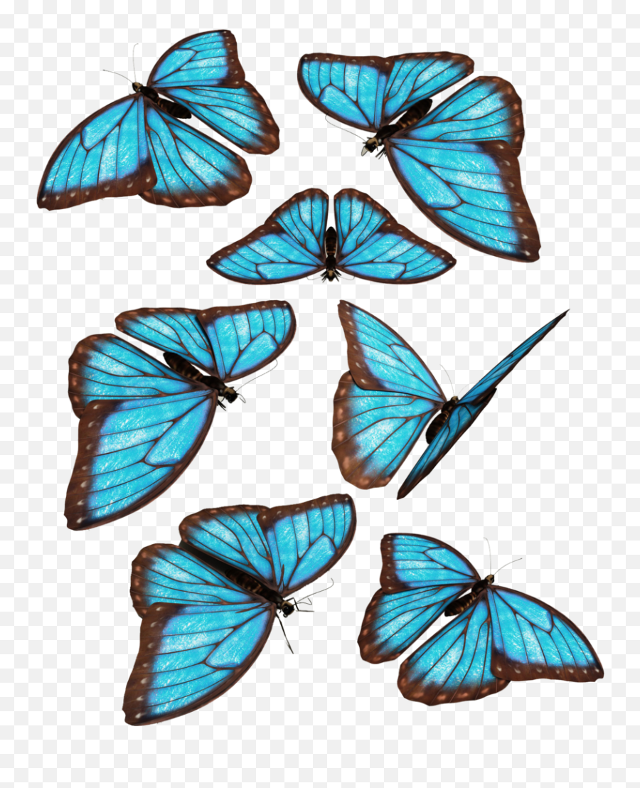 Monarch Butterfly Morpho Menelaus Blue - Butterfly Png,Blue Butterflies Png