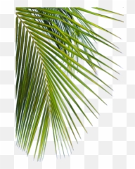 Download Original Red Stripe Jamaican Lager Beer - Png Red Red Stripe Beer Background,Red Stripe Png