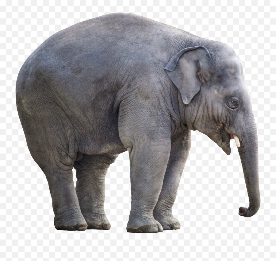 Download Big Elephant Png Image For - Elephant Images With White Background,Elephant Png