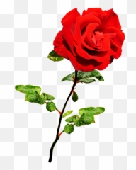 Valentine Rose Transparent Png - Pink Roses Transparent Background,Red Rose Png