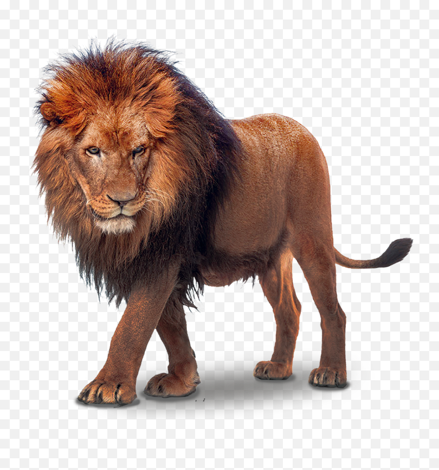 Free Png Lion - Konfest,Lioness Png