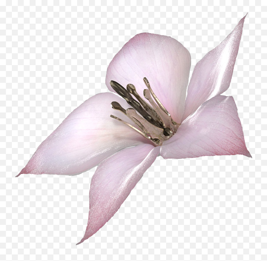 I Made A Png Of Lunar Tear Use It Well Nier - Drakengard Flower,Tear Png