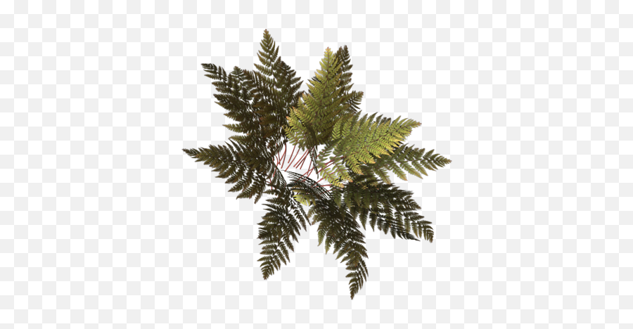 Clip Art Graphics - Pond Pine Png,Fern Png