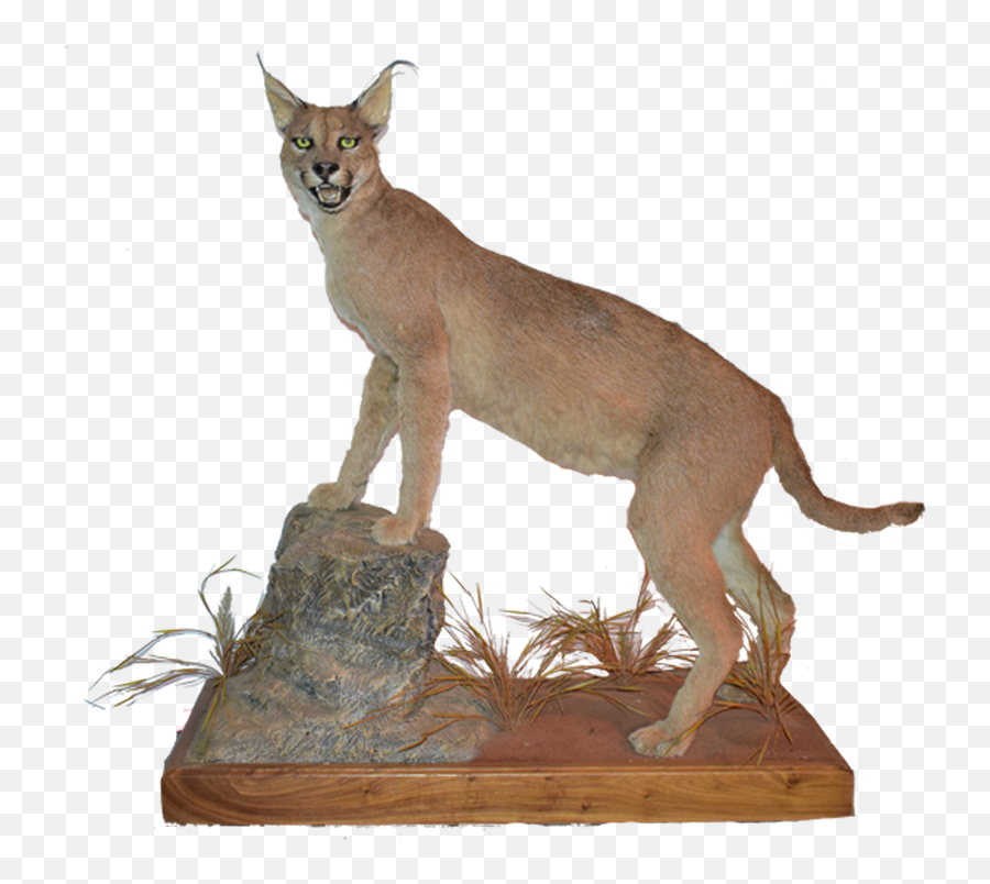 Download Hd Caracal Full Mount Cr1 - Swift Fox Png,Cougar Png