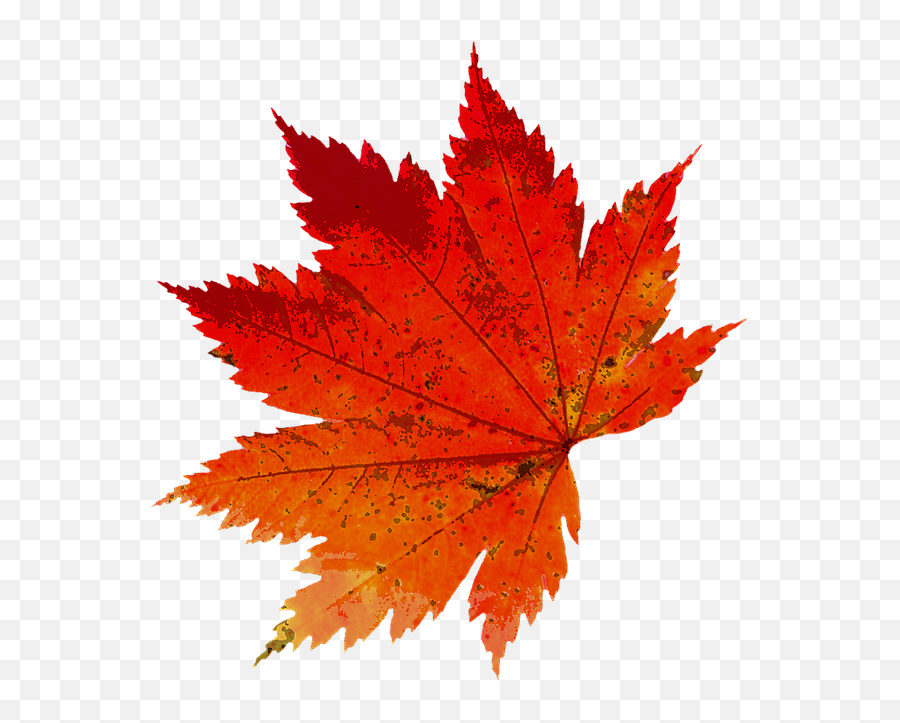 Autumn Leaves Color - Free Image On Pixabay Autumn Leaf Png Photography,Autumn Leaves Png