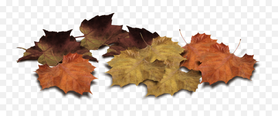 Leaf Png Leaves Images Download Free - Autumn Leaves Piles Png Transparent,Tree Leaves Png