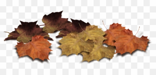 Leaf Png Leaves Images Download Free - Autumn Piles Transparent
