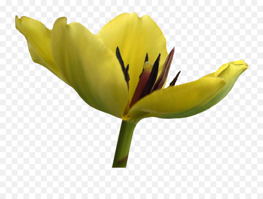43 Tulip Flower Png And Transparent Images Free - Free Tulip,Tulip Png