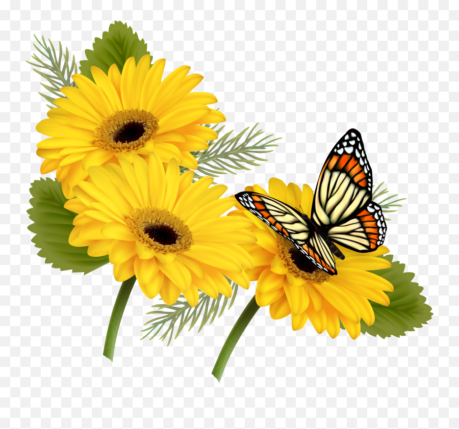 Yellow Gerberas With Butterfly Png