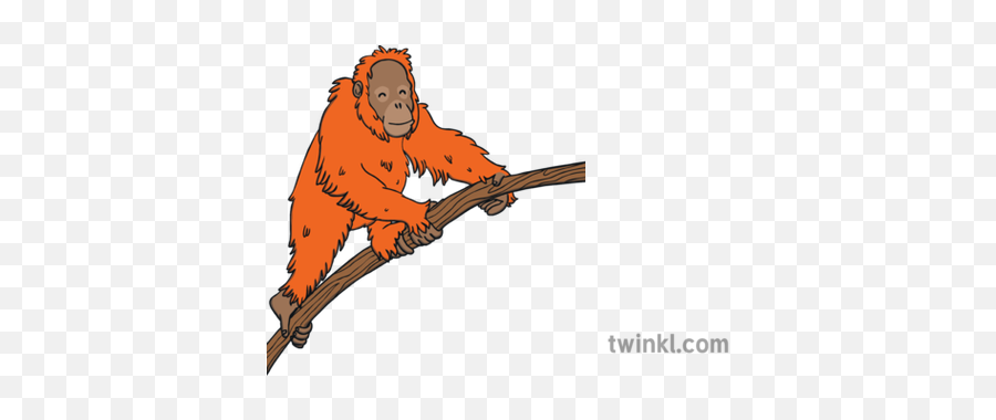 Orange Orangutan Illustration - Twinkl New World Monkey Png,Orangutan Png
