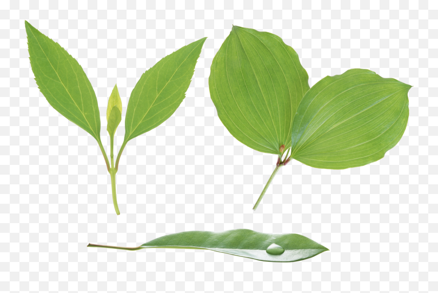 Green Leaves Png Image - Leaf Png Hd,Foliage Png