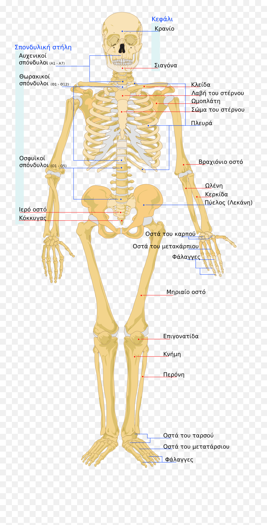 Many Bones In Human Body - Structure Of Human Skeleton Png,Human Body Png