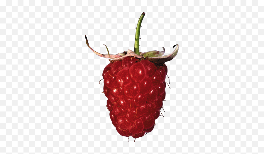 Raspberry Png Images - Red Raspberry,Raspberries Png