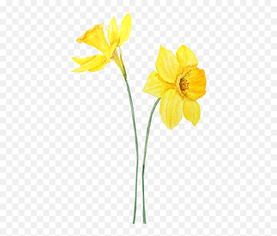 Two Botanical Yellow Daffodils Watercolor Portable Battery Charger - Watercolor Yellow Daffodil Png,Botanical Png