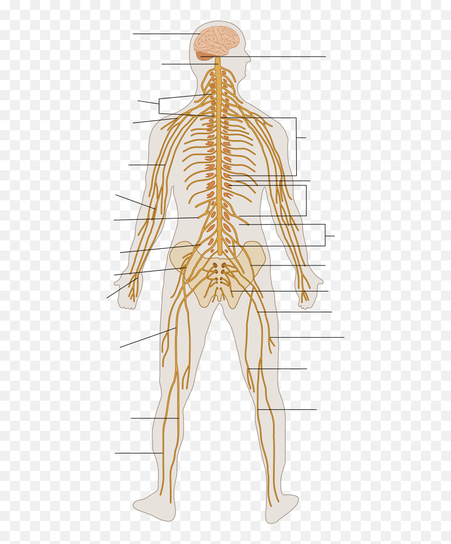 Nervous System Diagram Unlabeled - Nervous System Unlabelled Diagram Png,Nervous System Png