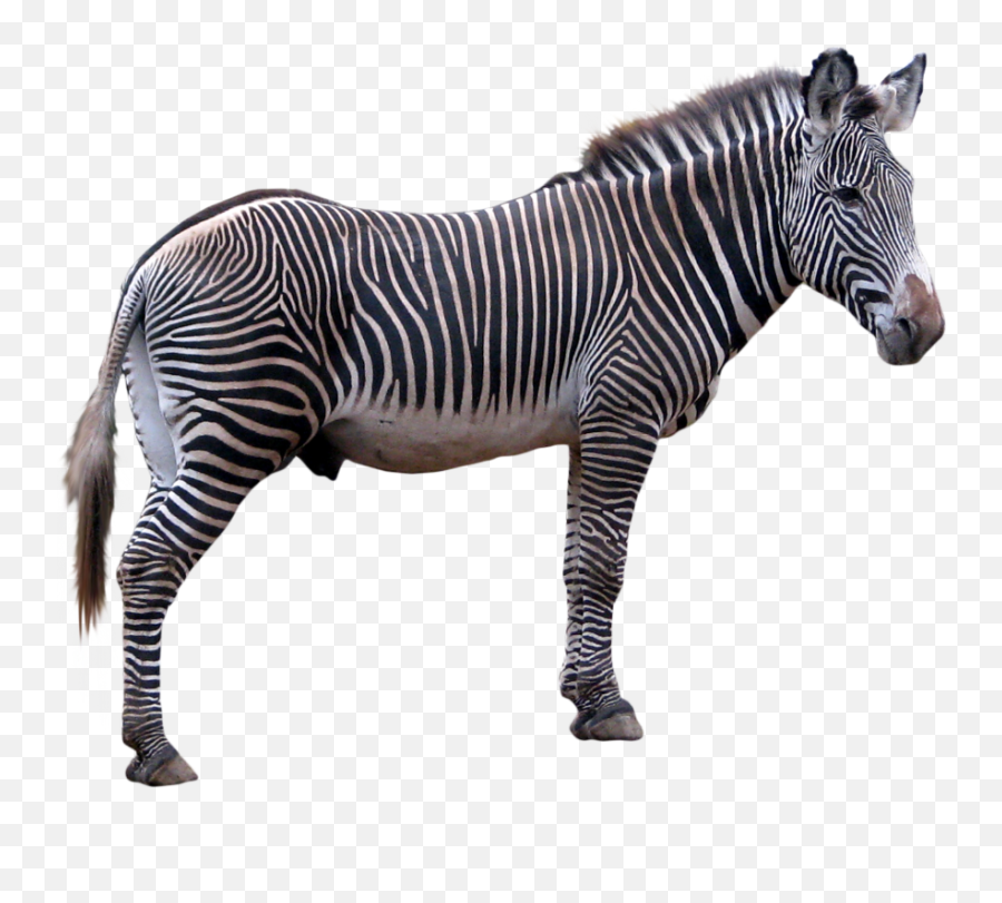 Zebra Png Icon - Zebra Transparent Background,Zebra Png